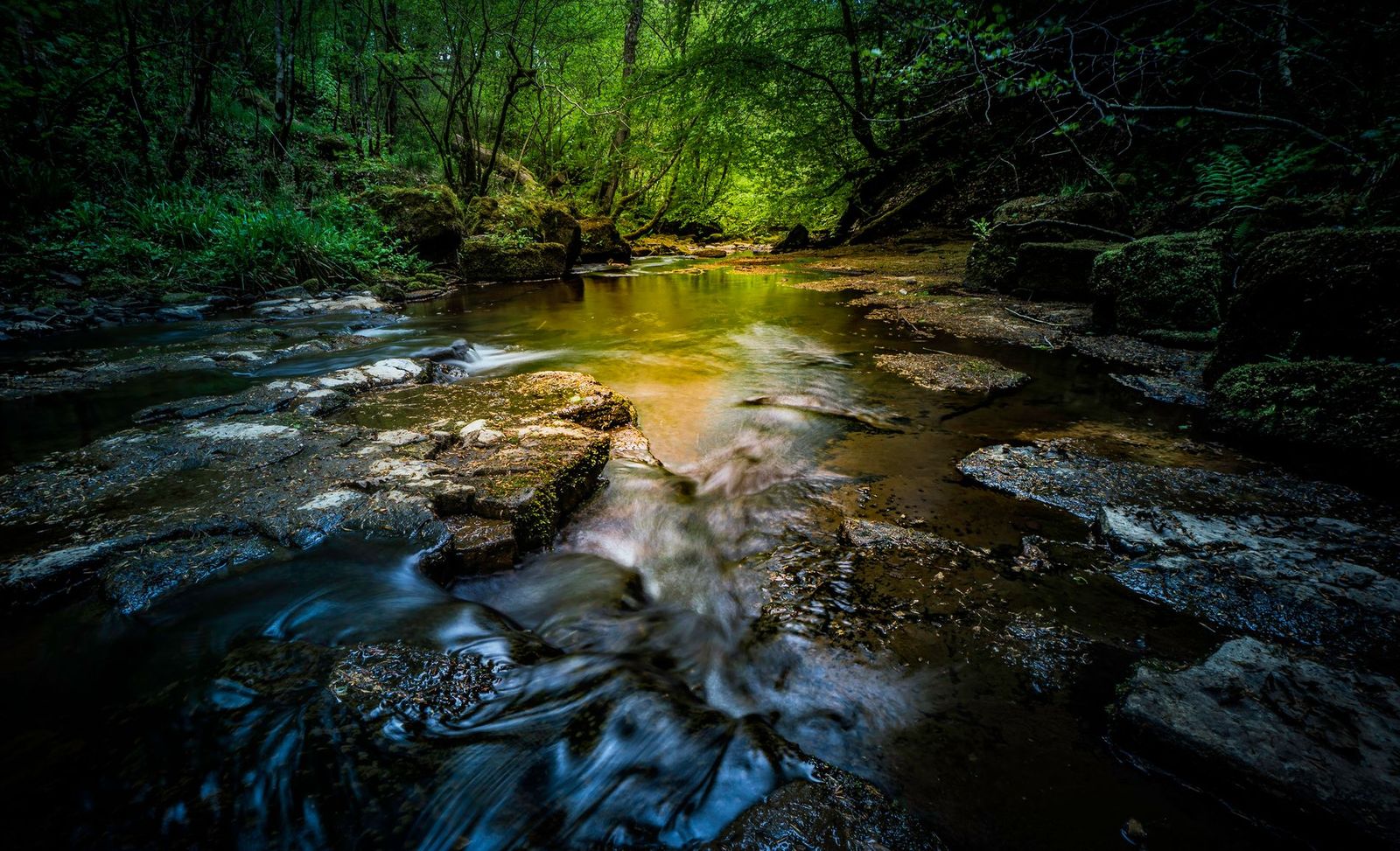 A dark creek catching golden light in the forest