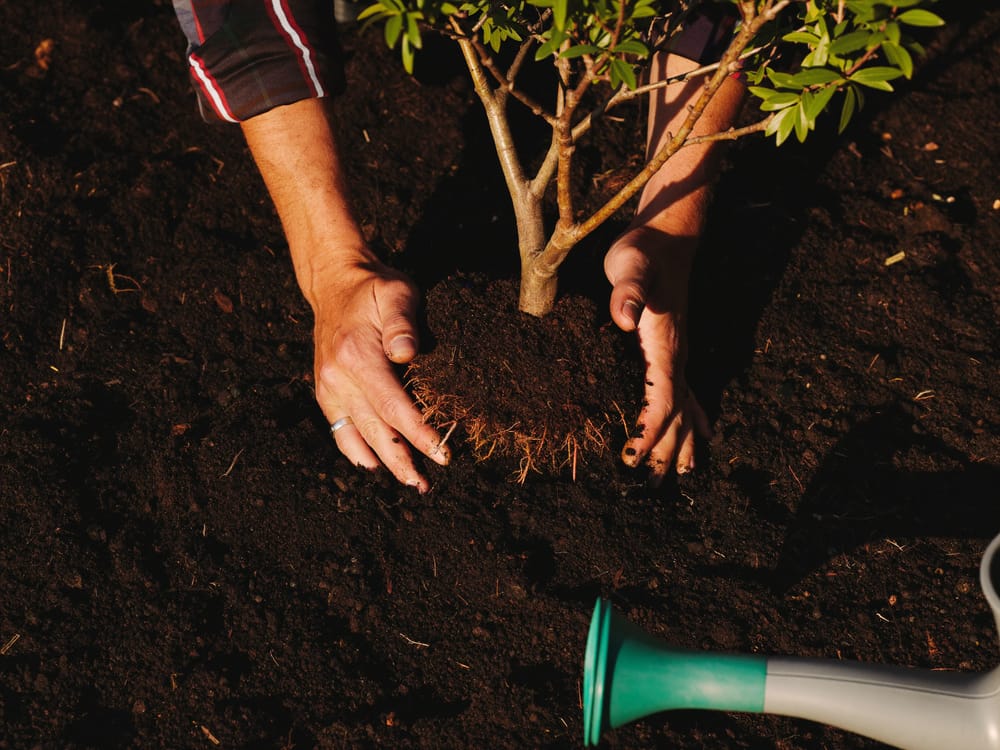 Planting a young shrub